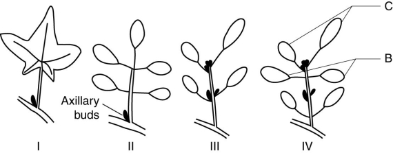 The following question is based on the figure below.   In the diagram above, the dark  dots  represent axillary buds. Which diagram illustrates a compound leaf? A)  I only B)  II only C)  III only D)  both II and III 