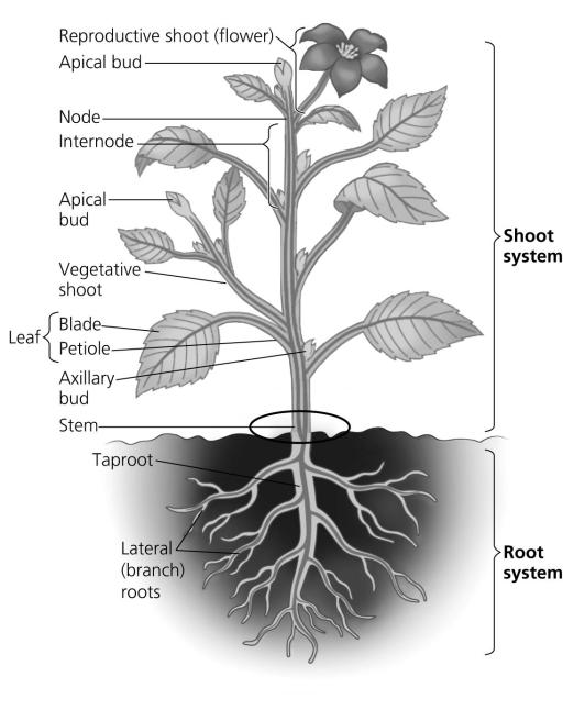 The following question is based on the figure below.   Which of the following must have occurred during development in the region between the root and stem circled on this diagram of an herbaceous eudicot? A)  the endodermis in the root must convert into the epidermis of the stem B)  the xylem in the root must split into separate strands in the stem C)  each vascular bundle of the root spreads as it moves up into the stem D)  the parenchyma core of the root is continuous with the pith of the stem 