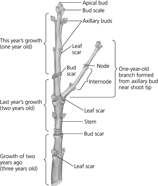 The following question is based on the diagram of three-years-old growth in a winter twig below.   If you examined the cut surface at the base of this twig, how many growth rings should be present? A)  one B)  two C)  three D)  either two or three, depending on when secondary growth began. 