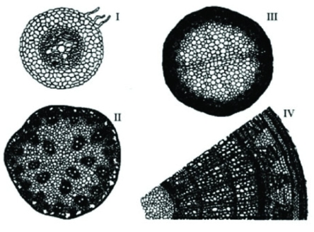 The following question is based on the drawings of root or stem cross sections shown in the figure.   Refer to the figure. A monocot stem is represented by which of the following? A)  I only B)  II only C)  III only D)  IV only 