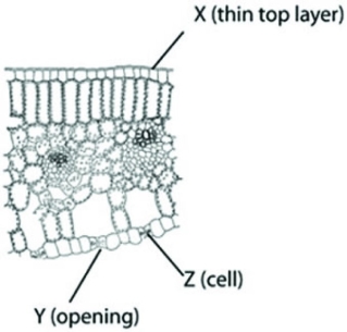 The following diagram is of a cross section of a plant leaf. Use the diagram to answer the question.   Which of the following is the main function associated with structure Y? A)  absorption of carbon dioxide B)  absorption of water C)  collection of light D)  release of carbon dioxide 