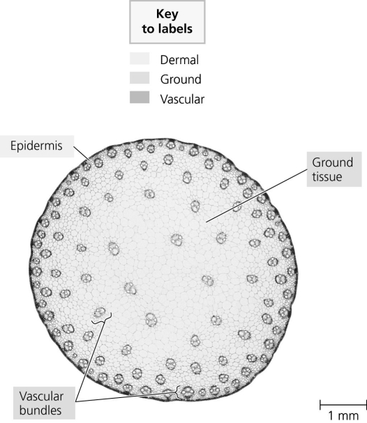 The following question is based on this cross section of a monocot stem.   Which of the following is NOT a pattern of vascular bundles evident in this stem? A)  smaller vascular bundles toward the outside, larger bundles toward the center B)  xylem toward the outside of each bundle, phloem toward the center C)  vascular bundles more densely arranged toward the outside, less dense towards the center D)  vascular bundles arranged in concentric rings 