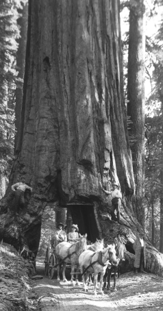 The following question is based on the image below.   As this wagon passed from the middle of the Sequoia tree to the outside, what would be the order of tissues it passed through? A)  the annual rings, new xylem, vascular cambium, phloem, and bark B)  the secondary xylem, cork cambium, phloem, and periderm C)  the vascular cambium, oldest xylem, newest xylem, and primary phloem D)  the secondary xylem, primary xylem, secondary phloem, primary phloem and vascular cambium 
