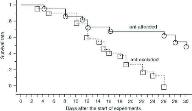 Use the following information and figure to answer the question. Aphids are hemipterans that suck phloem liquid from plants. Ants are often seen collecting the liquid off the posterior end of the aphid and collecting the liquid that is released from the aphid's digestive system. In an effort to understand this interaction, several researchers measure the survival rates of aphid populations when ants were present and when they were excluded. Their results are shown.   Which of the following conclusions is most consistent with the data? A)  Ants derive nourishment from the aphids. B)  Ants protect the aphids from predators. C)  Ants parasitize the aphids. D)  Ants carry the aphids to a food source. 