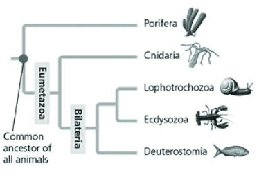     In these figures, which two main clades branch from the most recent common ancestor of the eumetazoans? A)  Porifera and Cnidaria B)  Lophotrochozoa and Ecdysozoa C)  Cnidaria and Bilateria D)  Deuterostomia and Bilateria 