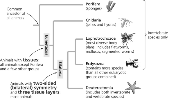     In these figures, which two main clades branch from the most recent common ancestor of the eumetazoans? A)  Porifera and Cnidaria B)  Lophotrochozoa and Ecdysozoa C)  Cnidaria and Bilateria D)  Deuterostomia and Bilateria 
