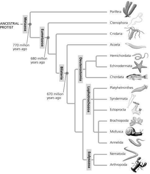 Based on the tree, which statement is true?   A)  The animal kingdom is not monophyletic. B)  The Acoela are more closely related to echinoderms than to annelids. C)  Sponges are basal animals. D)  Bilaterians do not form a clade. 