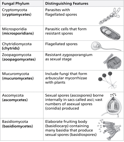 Which of the following statements accurately describes our current understanding of the phylogeny of fungi as represented in the figure?   A)  the chytrids are a basal taxon B)  zygoomycetes are more closely related to ascomycetes than they are to glomeromycetes C)  basidiomycetes are more closely related to zygomycetes than they are to ascomycetes D)  glomeromycetes are a basal taxon 