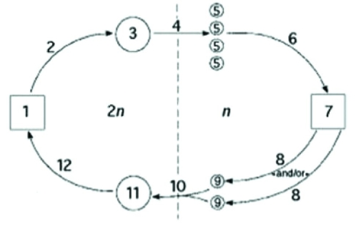 The following question refers to the generalized life cycle for plants shown in the figure. Each number within a circle or square represents a specific plant or plant part, and each number over an arrow represents meiosis, mitosis, or fertilization.   In the figure, the process labeled  6  involves ________. A)  mitosis B)  meiosis C)  fertilization D)  binary fission 