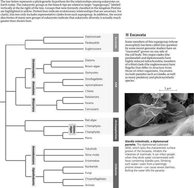 Based on the phylogenetic tree in the figure, which of the following statements is correct?   A)  Excavata and SAR form a sister group. B)  The most recent common ancestor of SAR is older than that of Unikonta. C)  The most basal (first to diverge)  eukaryotic supergroup cannot be determined. D)  Excavata is the most basal eukaryotic supergroup. 