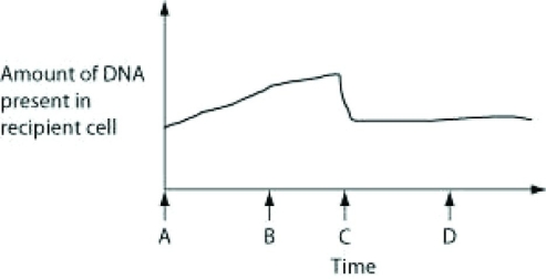 Use the following information and graph to answer the question. The figure depicts changes to the amount of DNA present in a recipient cell that is engaged in conjugation with an Hfr cell. Hfr cell DNA begins entering the recipient cell at time A. Assume that a fragment of the recipient cell's chromosome is exchanged for a homologous fragment from the Hfr cell's DNA.   Which of the following processes is responsible for the shape of the curve at time B? A)  transduction B)  entry of Hfr DNA into the recipient cell C)  transformation D)  entry of DNA from the recipient cell into the Hfr cell 