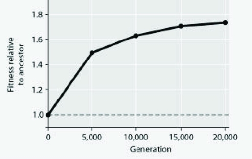 The following question refers to the figure. In this eight-year experiment, a population of E. coli, begun from a single cell, was grown in low-glucose conditions for 20,000 generations. Each culture was introduced to fresh growth medium every 24 hours. Occasionally, samples were removed from the population, and its ability to survive in low-glucose conditions was tested against that of members sampled from the ancestral E. coli population.   E.coli cells typically make most of their ATP by metabolizing glucose. Under the conditions of this experiment, how would E. coli generation times in the experimental lines and low-glucose conditions be described? A)  they will be the same as in the typical environment B)  they will be faster than in the typical environment C)  they will be slower than in the typical environment D)  they will increase over time in the experimental cells 
