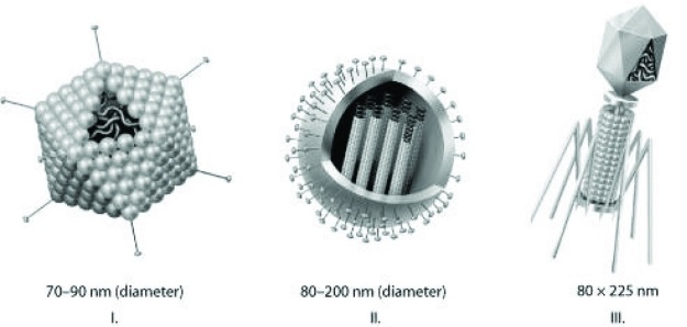 Use the figures to answer the question.   Which of the three types of viruses shown would you expect to have glycoproteins among its components? A)  I only B)  III only C)  I and II only D)  II and III only 