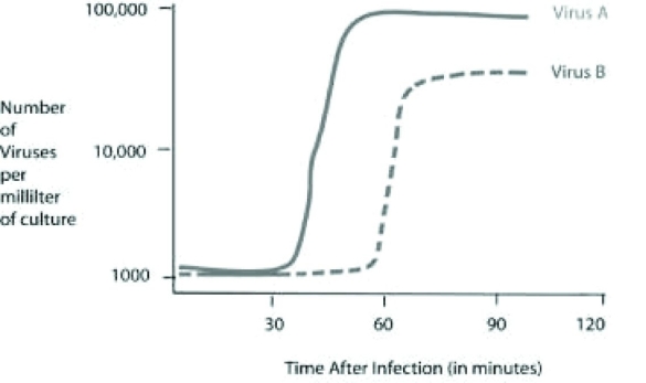 Use the following figure and information to answer the question.   Cells were infected with approximately 1,000 copies of either virus A or virus B at the 0 time point. At five-minute intervals, a sample of the virus and cell mixture was removed. All intact cells were removed from the sample, and the number of viruses per milliliter of culture was determined and plotted in the graph above. In a second experiment, 1 mL of each viral sample collected at 90 minutes post infection was mixed with new, uninfected cell cultures. Which of the following best describes these new cultures? A)  The new culture infected with virus A will require 60 minutes before new viral particles will be released into the culture. B)  The new culture infected with virus A will result in more infected cells than the new culture infected with virus B. C)  The new culture infected with virus B will have a shorter lytic cycle than seen in the original virus B culture. D)  The new culture infected with virus B will plateau with approximately 50,000 viral particles per milliliter of culture. 
