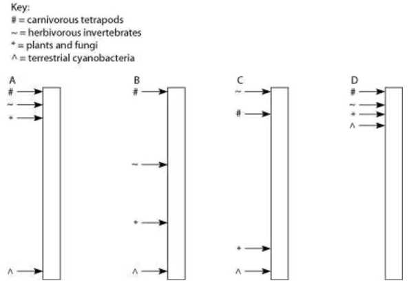 Four sediment cores were removed from the floor of an inland sea. The sea was in existence, off and on, throughout the entire time that terrestrial life has existed. Researchers wish to locate and study the terrestrial organisms fossilized in these cores. In the diagram, the cores are illustrated as vertical columns, with the top of the column representing the most recent strata and the bottom representing the time when land was first colonized by life.   If the arrows indicate locations in the column where fossils of a particular type (see key)  first appear, then which sediment core provides the best support for the current model of the evolution of terrestrial organisms? A)  core A B)  core B C)  core C D)  core D 