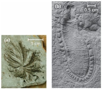   Which of the following statements is most consistent with the information in the figure? A)  Fossils of brachiopods and arthropods first appeared during the Cambrian, but these groups had ancestors that evolved before the Cambrian. B)  Fossils of sponges and cnidarians first appeared during the Cambrian, but these groups had ancestors that evolved before the Cambrian. C)  Chordates evolved from echinoderms. D)  Sponges and cnidarians first evolved during the Cambrian. 