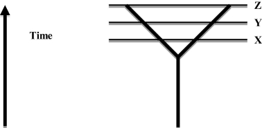   The diagram represents the splitting of one population into two separate lineages that become more different over time (the distance between the two lines represents the amount of difference between the two lineages) . Which of the following statements about the two lineages is most accurate? A)  They are more likely to be separate species at time Z than at time X. B)  They are likely to be more different at time X than at time Z. C)  They are more likely to fuse if they start interbreeding at time Z than at time X. D)  There are likely to be more isolating mechanisms at time X than at time Z. 