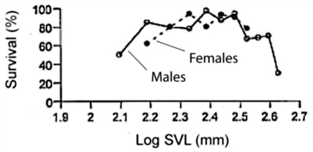<strong>Two scientists measured the snout-to-vent (anus) length of Galápagos marine iguanas (lizards) and observed the percent survival of different-sized animals, all of the same age. The graph shows the log snout-vent length (SVL, a measure of overall body size) plotted against the percent survival of these different size classes for males and females.   (Data from M. Wikelski and L. Michael Romero. Body size, performance and fitness in Galapagos marine iguanas. Integrative and Comparative Biology 43:376-386 [2003].) Currently, the only predators of Galápagos marine iguanas are Galápagos hawks. Although small iguanas can sprint faster than large iguanas, iguana body size is not correlated with risk of hawk predation. If predators (for example, cats) that preferentially catch and eat slower iguanas are introduced to the island, iguana body size is likely to ________ in the absence of other factors; the iguanas would then be under ________ selection.</strong> A) increase; directional B) increase; disruptive C) decrease; directional D) decrease; disruptive <div style=padding-top: 35px> 