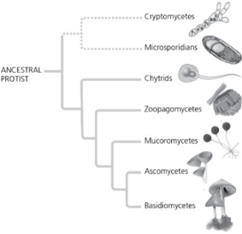 In which phylogenetic tree are the chytrids and ascomycetes shown as being more distantly related than in the other phylogenetic trees? A)  I   B)  II (switch chytrids and mucoromycetes)  C)  III (switch zoopagomycetes and chytrids)  D)  IV (switch chytrids and basidiomycetes)  