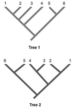   In the phylogenetic trees shown, each number represents a unique species of organisms. Which two species are represented as sister species in Tree 2 but are not represented as sister species in Tree 1? A)  1 and 2 B)  2 and 3 C)  3 and 4 D)  4 and 5 