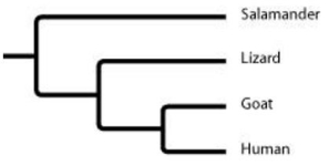 Which of the following statements is most consistent with the model of evolutionary relatedness represented in the phylogenetic tree?   A)  Goats and humans are the only sister group in this tree. B)  Salamanders are a sister group to the group containing lizards, goats, and humans. C)  Salamanders are more closely related to lizards than they are to humans. D)  Goats are more closely related to salamanders than they are to humans. 