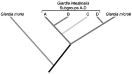 Use the following information to answer the question.   According to the phylogenetic tree in the figure above, what type of evolutionary group does G. intestinalis constitute? A)  analogous B)  monophyletic C)  polyphyletic D)  paraphyletic 