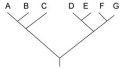In the figure, the letters A-G represent individual species that all descended from a common ancestor.   Which of the following conclusions regarding the phylogeny of these organisms can be made from this tree? A)  A is more closely related to D than it is to C B)  B is more closely related to G than it is to A C)  D is more closely related to E than it is to G D)  G is more closely related to A than it is to F 