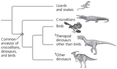 The figure represents a phylogenetic tree of birds and their closest relatives. Which group of organisms represents the outgroup in this clade?   A)  lizards and snakes B)  crocodilians C)  ornithischian dinosaurs D)  birds 
