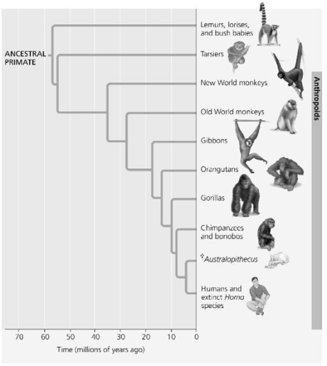 Use the following figure and description to answer the question.   Humans, chimpanzees, gorillas, and orangutans are members of a clade called the great apes, which shared a common ancestor approximately 15 million years ago. Referring to the phylogenetic tree in the figure, which of the following pairs of apes are most closely related? A)  gorillas and chimpanzees B)  humans and Australopithecus C)  humans and gorillas D)  orangutans and chimpanzees 