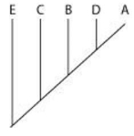 The question refers to the table, which compares the percent sequence homology of four different parts of a gene (two introns and two exons)  that is found in five different eukaryotic species. The data show the percentage of sequence homology of each intron and exon in comparison to the sequences in species A. % Sequence Homology   Based on the data in the table, which phylogenetic tree is the most likely depiction of the evolutionary relationships among these five species? A)    B)    C)    D)    