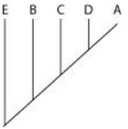 The question refers to the table, which compares the percent sequence homology of four different parts of a gene (two introns and two exons)  that is found in five different eukaryotic species. The data show the percentage of sequence homology of each intron and exon in comparison to the sequences in species A. % Sequence Homology   Based on the data in the table, which phylogenetic tree is the most likely depiction of the evolutionary relationships among these five species? A)    B)    C)    D)    