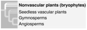 Use the figure to answer the following question. Gymnosperms and angiosperms are both types of plants that produce seeds.   Which of the following claims is best supported by this phylogenetic tree? A)  the tree depicts uncertainty about whether the bryophytes or the vascular plants evolved first B)  the tree depicts an evolutionary hypothesis C)  the tree includes evolution of convergent characteristics D)  the tree indicates that seeds are a shared ancestral character of all vascular plants 