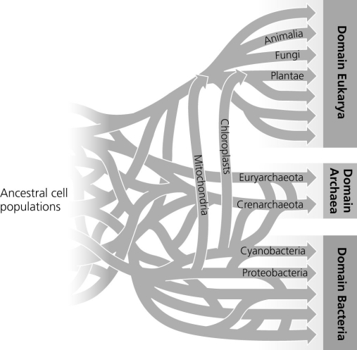 The following question refers to this phylogenetic tree, depicting the origins of life and the three domains. Connecting lines indicate instances of gene or genome transfer and time is indicated from left to right.   A possible phylogenetic tree for the three domains of life. If the early history of life on Earth is accurately depicted by the figure, then which statement is most in agreement with the hypothesis proposed by this tree? A)  The last universal common ancestor of all extant species is one individual species. B)  A significant amount of horizontal gene transfer occurred early in the evolution of life. C)  Archaean genomes should not contain genes that originated in bacteria, and vice versa. D)  Eukaryotes are more closely related to archaeans than to bacteria. 