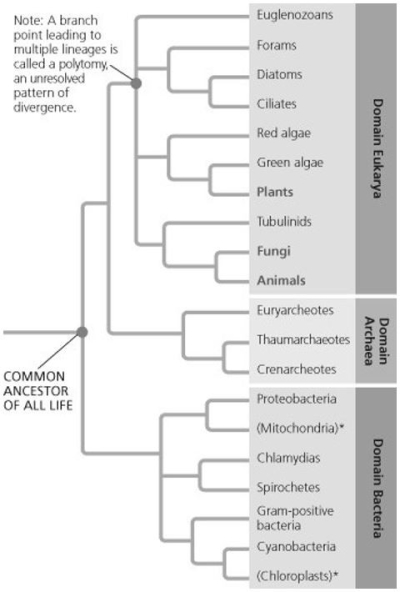   From which taxon did mitochondria evolve? A)  Bacteria B)  Archaea C)  Eukarya D)  Algae 
