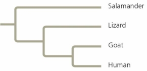 Based on the tree below, which statement is correct?   A)  Lizards and goats form a sister group. B)  Salamanders are a sister group to the group containing lizards, goats, and humans. C)  Salamanders are more closely related to lizards than to humans. D)  Goats and humans are the only sister group shown in this tree. 