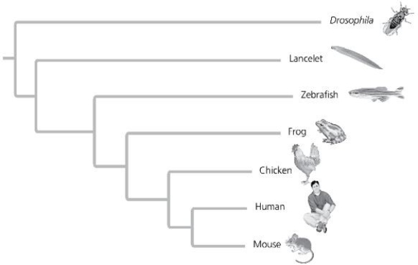 The relative lengths of the frog and mouse branches in the phylogenetic tree in the figure indicate that ________.   A)  frogs evolved before mice B)  mice evolved before frogs C)  the homolog evolved more rapidly in the mouse lineage D)  the homolog evolved more slowly in the mouse lineage 