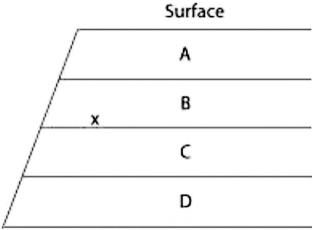 The figure shows an outcrop of sedimentary rock whose strata are labeled A-D.   If x indicates the earliest appearance of fossils of two closely related species, neither of which is extinct, then their remains may be found in which of these strata? A)  stratum A only B)  strata A and B only C)  strata A, B, and C only D)  all four strata 