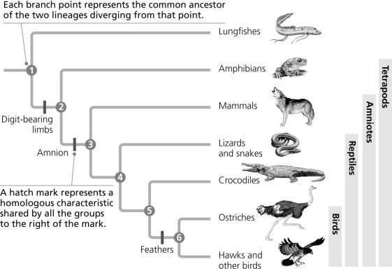 Use the diagram to answer the next question.   Which of the following conclusions is consistent with the information in the evolutionary tree? A)  The amnion occurs in mammals, birds, and lizards. B)  The amnion occurs in all organisms that have digit-bearing limbs. C)  The amnion is a membrane that surrounds developing embryos. D)  Feathers contribute to temperature regulation in birds. 