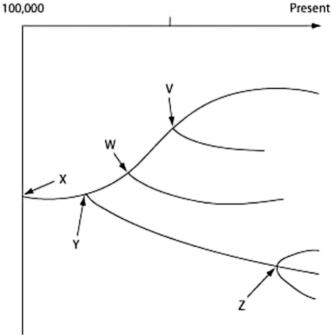   In this diagram, each fork represents which of the following ideas? A)  groups of living organisms B)  groups of extinct organisms C)  the most recent common ancestor of the subsequent species D)  morphologic gaps in the fossil record 