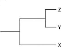 Currently, two of the living elephant species (X and Y)  are placed in the genus Loxodonta, and a third surviving species (Z)  is placed in the genus Elephas. Assuming this classification reflects evolutionary relatedness, which of the following is the most accurate evolutionary tree? A)    B)    C)    D)    