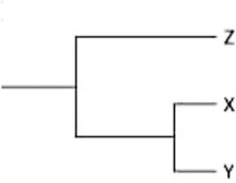Currently, two of the living elephant species (X and Y)  are placed in the genus Loxodonta, and a third surviving species (Z)  is placed in the genus Elephas. Assuming this classification reflects evolutionary relatedness, which of the following is the most accurate evolutionary tree? A)    B)    C)    D)    
