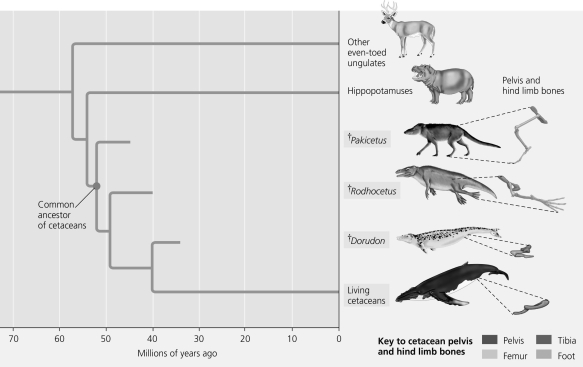 Use the diagram to answer the next question   Fossil evidence indicates that modern whales and other cetaceans (dolphins and porpoises)  are closely related to even-toed ungulates (hippopotamuses, pigs, deer, and cows) . Which of the following predictions would you make if you wanted to test this idea using the amino acid sequence of hemoglobin? A)  Hemoglobin sequences of whales will be more similar to dogs than to hippopotamuses. B)  Hemoglobin sequences of whales will be more similar to gorillas than to hippopotamuses. C)  Hemoglobin sequences of whales will be more similar to hippopotamuses than to horses. D)  Hemoglobin sequences of whales will be more similar to hippopotamuses than to a fossil common ancestor of all even-toed ungulates (assume we can discover the amino acid sequence from a fossil) . 