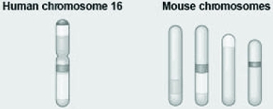 Use the following information to answer the question.   The figure shows a diagram of blocks of genes on human chromosome 16 and the locations of blocks of similar genes as they are found on four different mouse chromosomes. Which of the following statements best explains the different arrangements of these blocks in the genomes of these two species? A)  During evolutionary time, these sequences separated and have returned to their original positions in the mouse. B)  DNA sequences within these blocks have become increasingly divergent. C)  Sequences represented have duplicated at least three times resulting in this arrangement. D)  Chromosomal translocations have moved blocks of sequences to other chromosomes. 