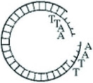 Use the figure to answer the following question.   The activity of which of the following enzymes would produce a molecule of DNA as represented in the figure? A)  ligase B)  a restriction enzyme (endonuclease)  C)  RNA polymerase D)  DNA polymerase 