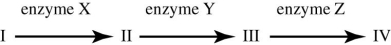 Use the figure to answer the question.   Refer to the metabolic pathway illustrated. If I, II, III and IV are all required for growth, a bacterial strain that does not make enzyme Y would be able to grow on medium supplemented with which of the following compounds? A)  nutrient A only B)  nutrient C only C)  nutrients A and C only D)  nutrients B and D only 