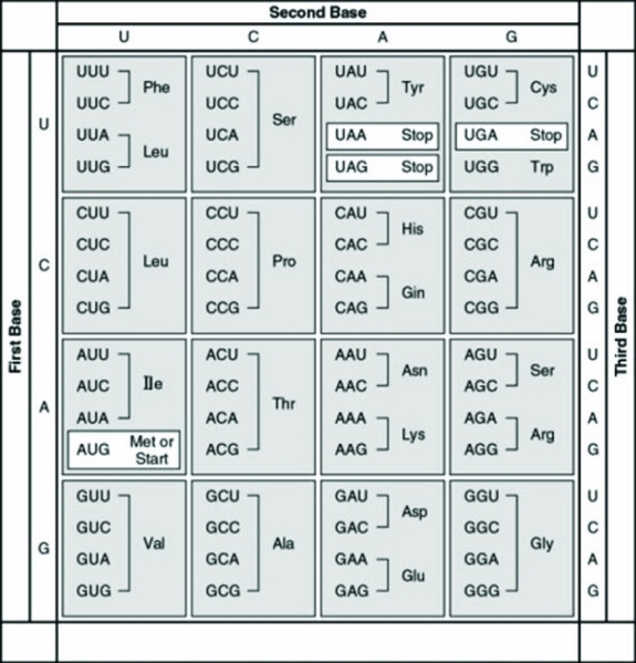 The following question refers to this table of codons.   What amino acid sequence will be generated based on the following mRNA codon sequence? 5′-AUG-UCU-UCG-UUA-UCC-UUG-3′ A)  Met-Arg-Glu-Arg-Glu-Arg B)  Met-Glu-Arg-Arg-Glu-Leu C)  Met-Ser-Leu-Ser-Leu-Ser D)  Met-Ser-Ser-Leu-Ser-Leu 