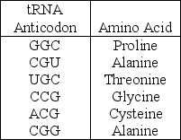 An mRNA molecule with the sequence 5′-CCG-ACG-3′is being translated at a ribosome. The following charged transfer RNA molecules (with their anticodons shown in the 3′ to 5′ direction)  are available. Two of them can correctly match the mRNA so that a dipeptide can form.    Which of the following dipeptides will form from this mRNA? A)  cysteine-alanine B)  proline-threonine C)  glycine-cysteine D)  alanine-alanine Answer: B Topic: Translation is the RNA-directed synthesis of a polypeptide: A Closer Look Bloom's Taxonomy: Levels 3-4: Applying/Analyzing Learning Outcome: 17.4, Global LO: G2, V&C LO: VC-I -An mRNA molecule with the sequence 5′-CCG-ACG-3′is being read by a ribosome. During translation which of the following tRNA anticodons will be the first to productively bind with this mRNA? A)  3′-GGC-5′ B)  5′-GGC-3′ C)  5′-UGC-3′ D)  3′-UGC-5′ 