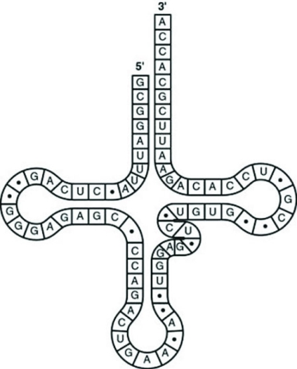 Use the figure to answer the question.   What type of bonding is responsible for maintaining the shape of the tRNA molecule shown in the figure? A)  ionic bonding between phosphates B)  hydrogen bonding between base pairs C)  van der Waals interactions between hydrogen atoms D)  peptide bonding between amino acids 