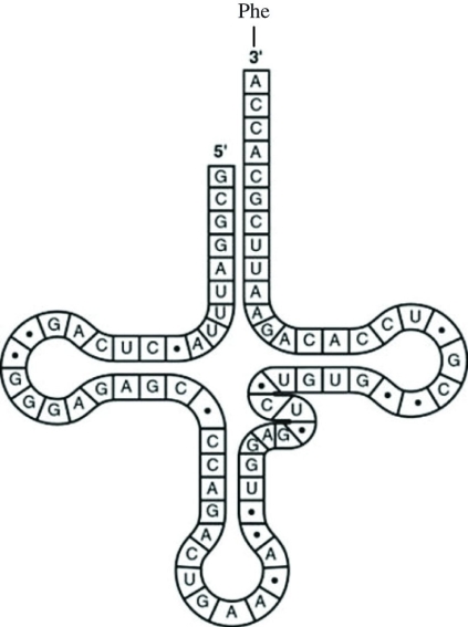 Use the figure to answer the question.   Which codon on the mRNA strand codes for the amino acid carried by the aminoacyl-tRNA represented in the figure? A)  5′-UGG-3′ B)  3′-GUG-5′ C)  5′-GUA-3′ D)  5′-UUC-3′ 