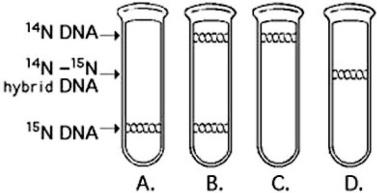 Use the figure to answer the following question.   A space probe returns with a culture of a microorganism found on a distant planet. Analysis shows that it is a carbon-based life-form that has DNA. You grow the cells in  heavy  (radioactive)  nitrogen (15N)  for several generations and then transfer them to 14N medium. Which pattern in the figure would you expect if the DNA was replicated in a conservative manner? A)  A B)  B C)  C D)  D 